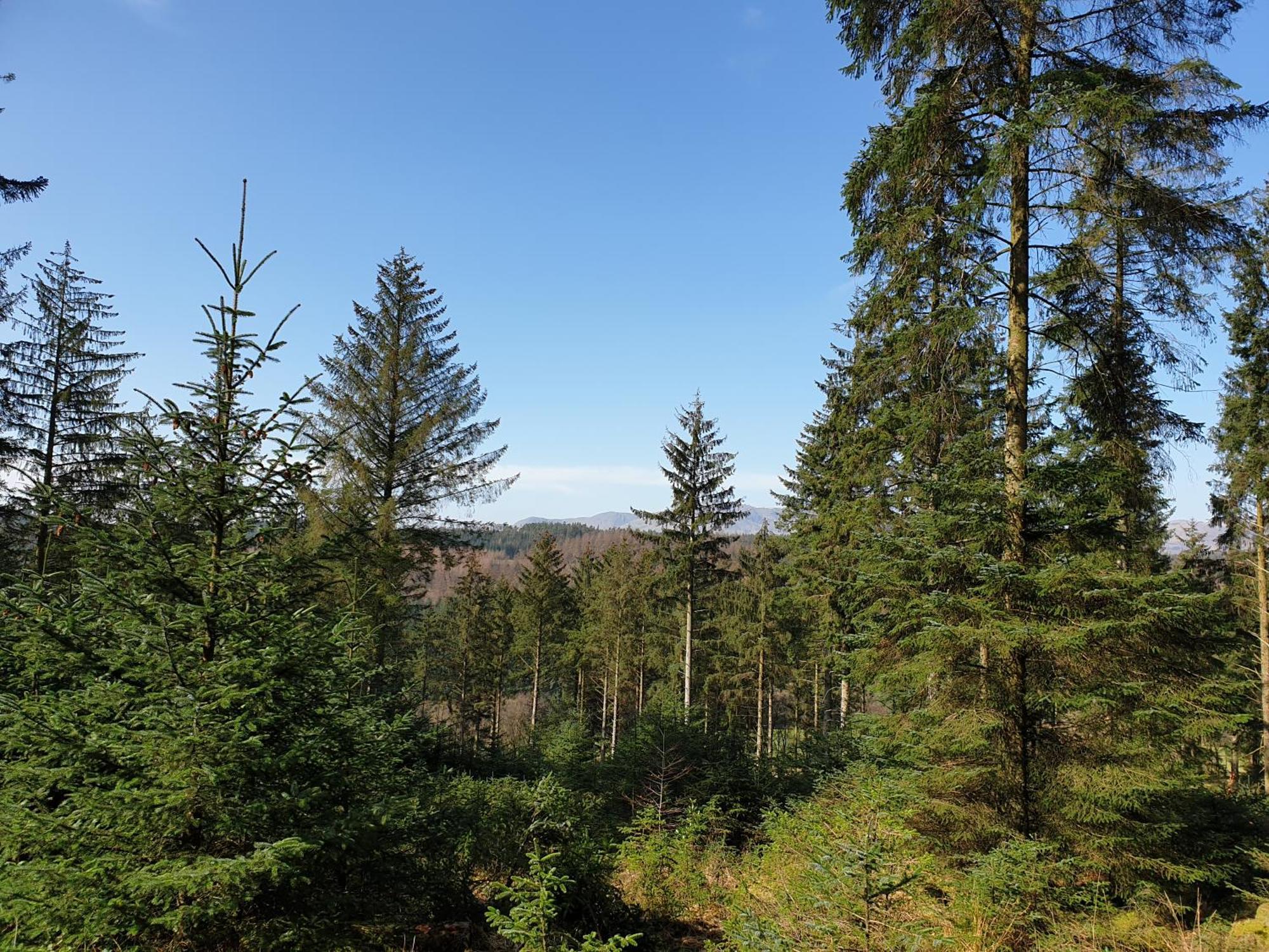 Newland Valley Log Cabins Ulverston Room photo